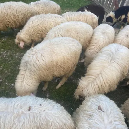 Kulla E Sadri Lukes